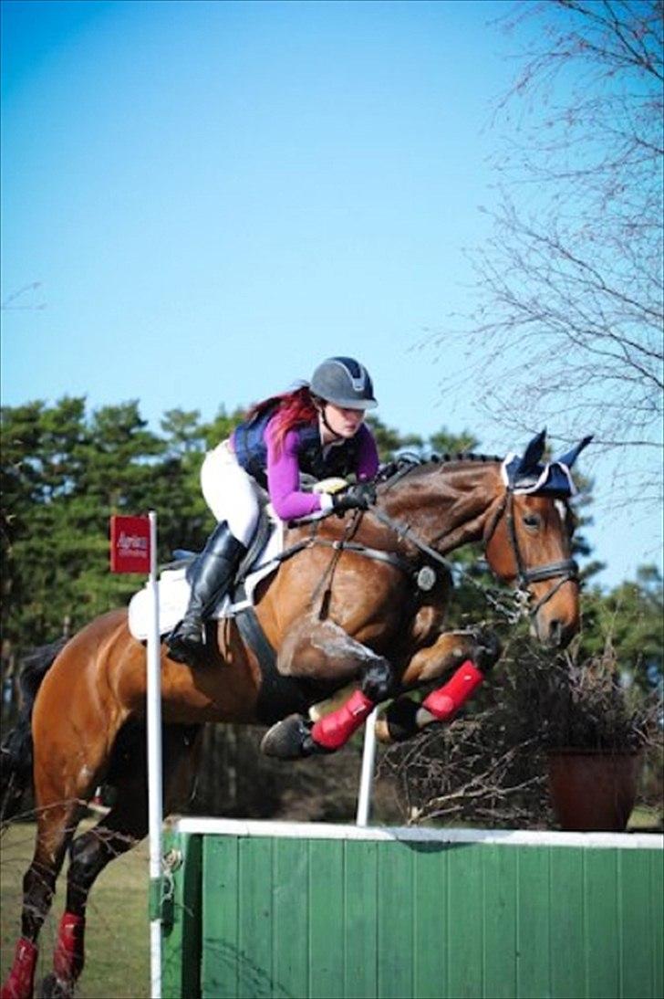 Dansk Varmblod Toftegårdens Carisma - 2. stævne sammen :=) fejlfri i det hele. <3 billede 5