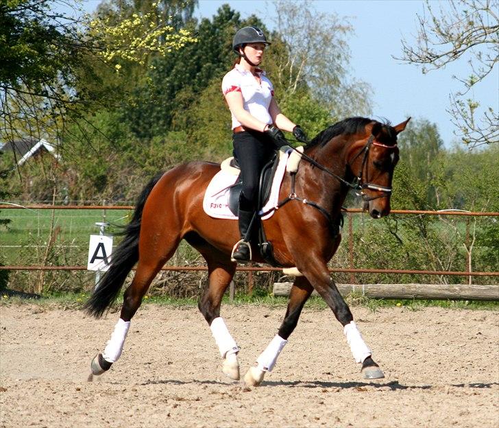 Dansk Varmblod Toftegårdens Carisma billede 6