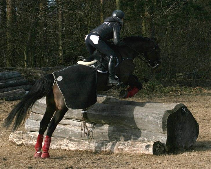 Dansk Varmblod Toftegårdens Carisma - Første udendørs terræntræning sammen :-) billede 10