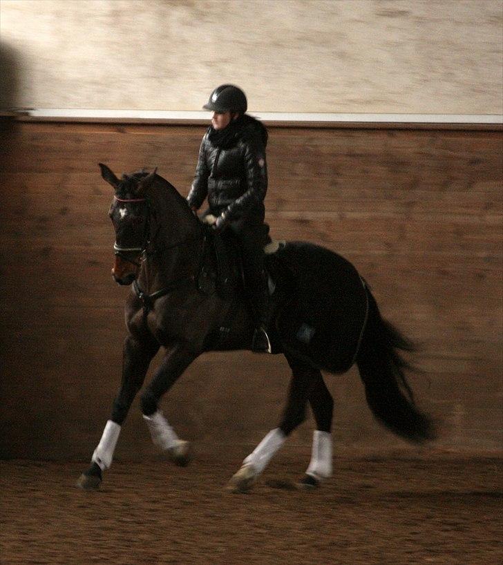 Dansk Varmblod Toftegårdens Carisma billede 11