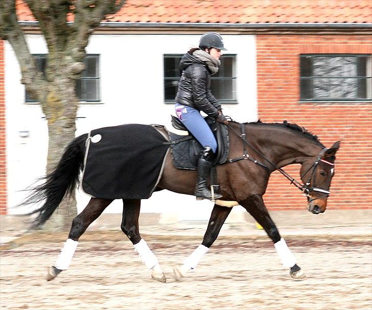 Dansk Varmblod Toftegårdens Carisma billede 12