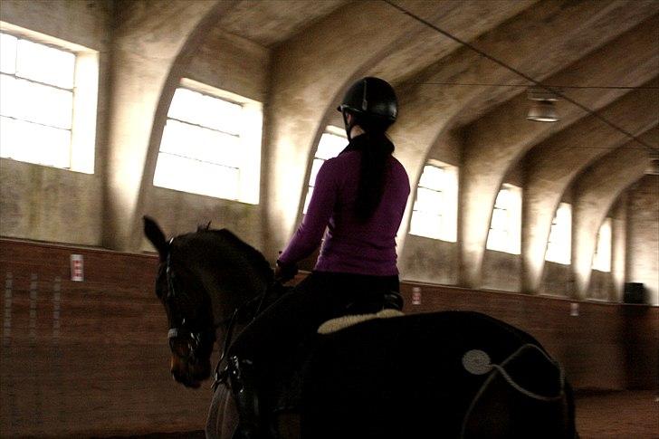 Dansk Varmblod Toftegårdens Carisma billede 13