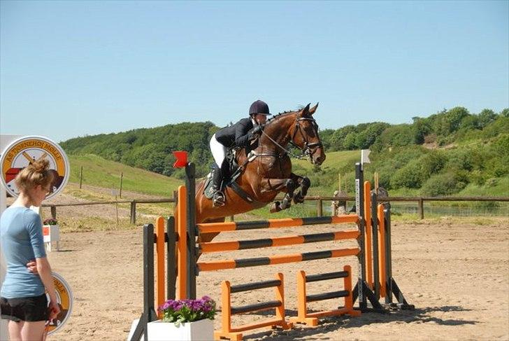 Dansk Varmblod Toftegårdens Carisma - Til DM med Lærke. billede 14