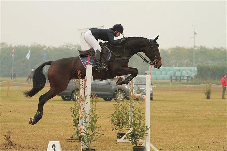 Dansk Varmblod Toftegårdens Carisma - Med Lærke billede 15