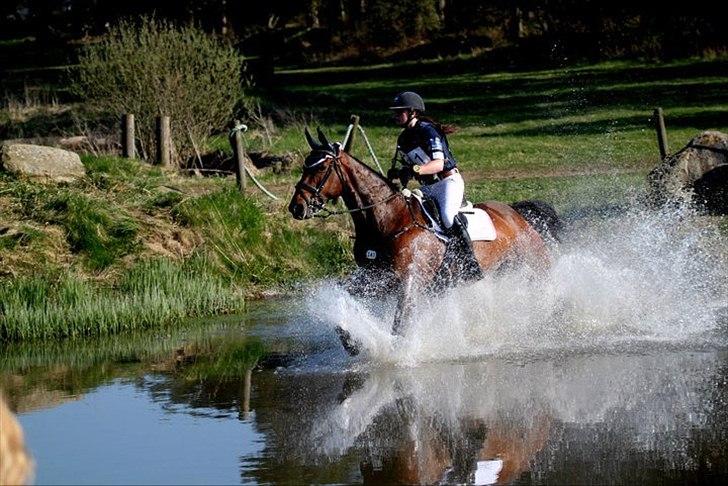 Dansk Varmblod Toftegårdens Carisma - Første 1* sammen <3 Foto: Jessica Malin billede 16