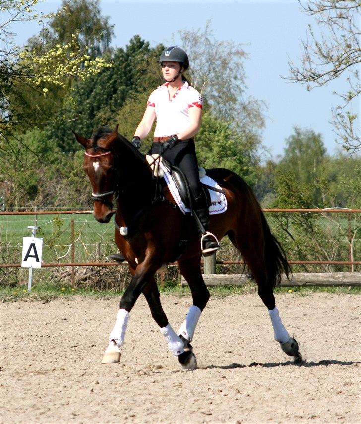 Dansk Varmblod Toftegårdens Carisma billede 17