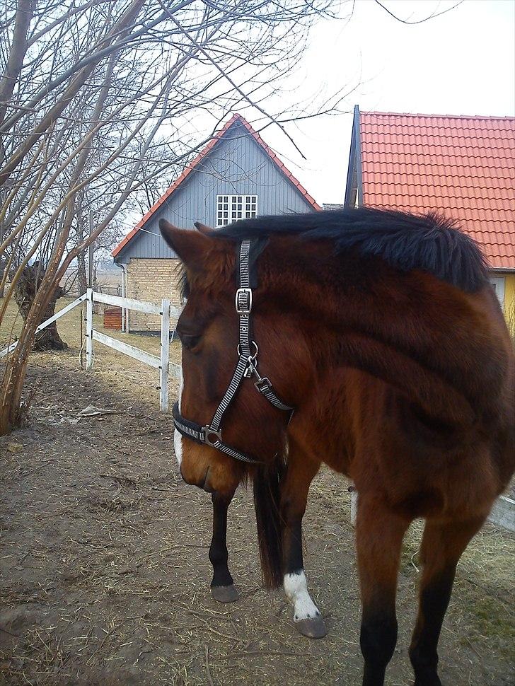 Dansk Varmblod First Alpha billede 1