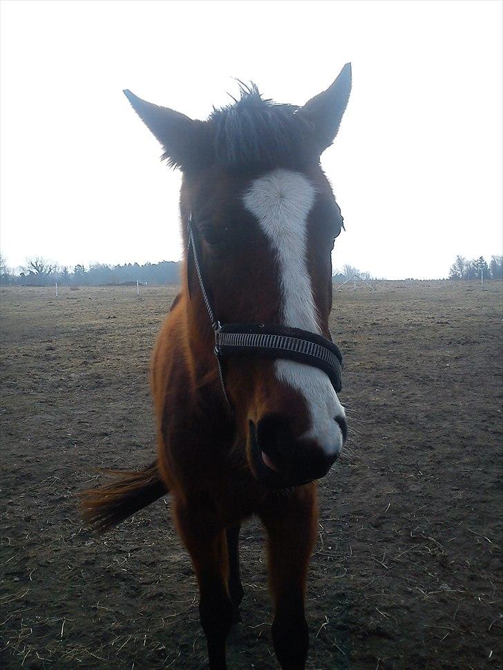 Dansk Varmblod First Alpha billede 3