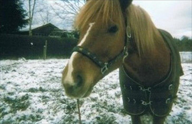 Anden særlig race R.I.P Bokki min skat :'( billede 10