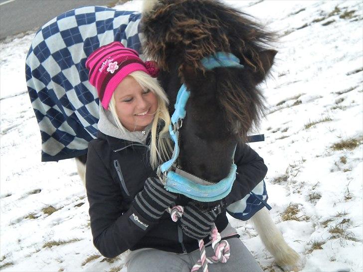 Shetlænder Laban - Laban ude på hans første gå tur i trafikken.:-)) billede 6
