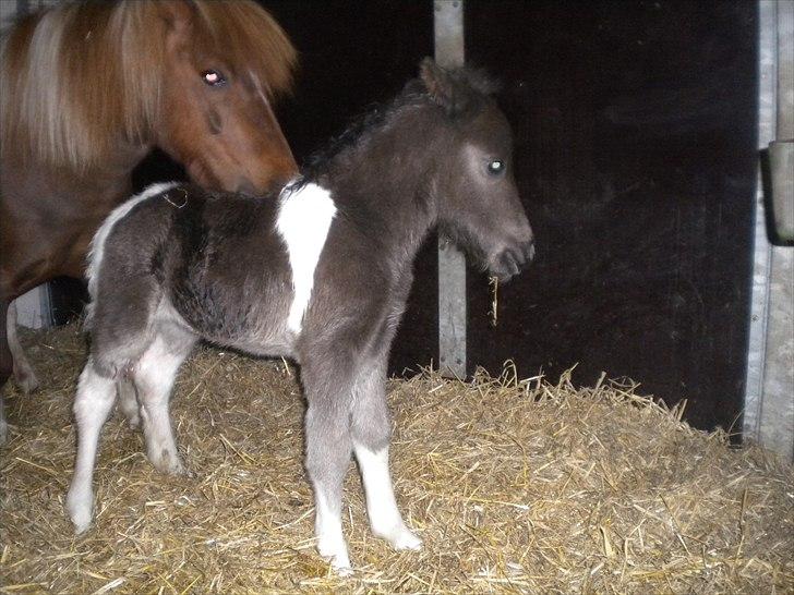 Shetlænder Laban billede 18