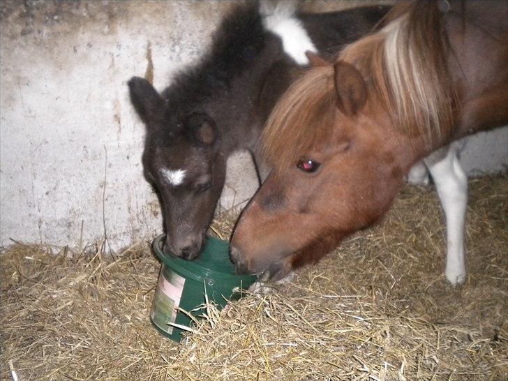 Shetlænder Laban billede 17