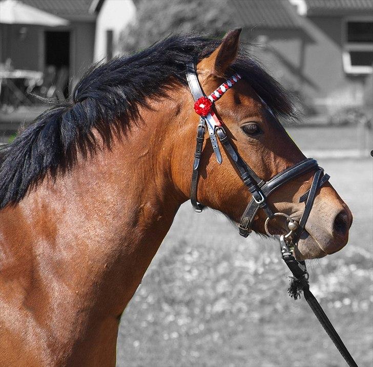 Anden særlig race Skovbys Chester Brown - Smukke dreng under tilridning 2010 :-) billede 16