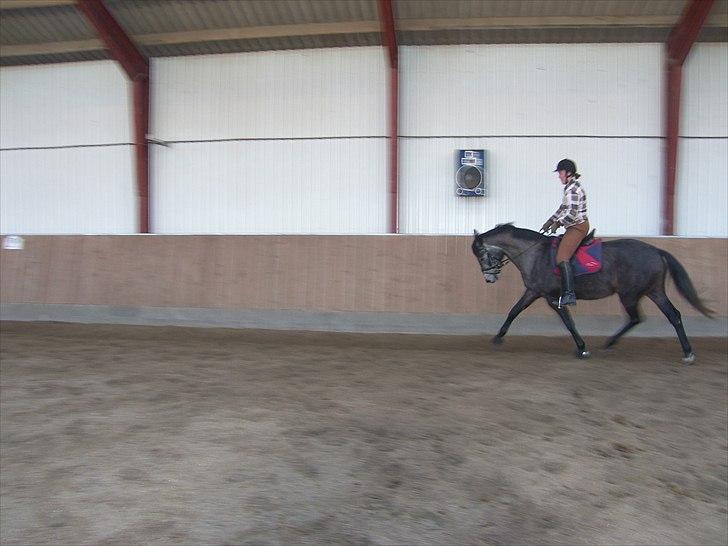 Dansk Varmblod SÅDAN Selina billede 19