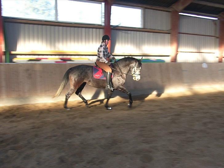 Dansk Varmblod SÅDAN Selina billede 20