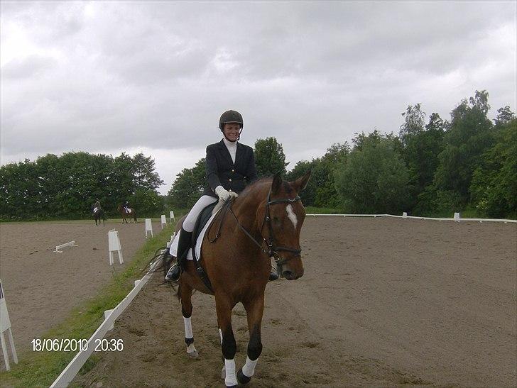 Dansk Varmblod chili solgt billede 8