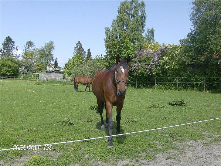 Dansk Varmblod chili solgt billede 9
