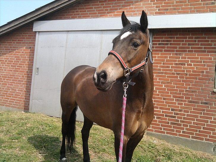 Welsh Cob (sec D) Vlietstede Brilliant Idris - Velkommen til Idris' profil!:-)
Foto: Sarah Nielsen (MIG) billede 1