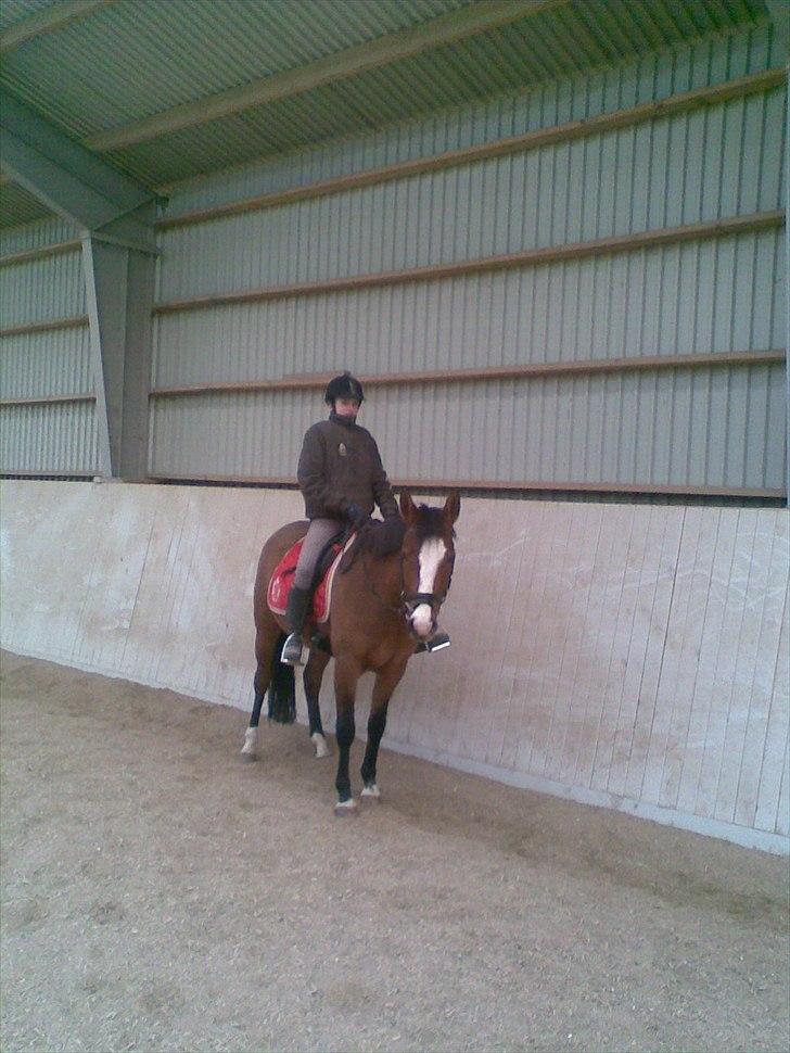 DSP Moonjam´s Princess - Første gang jeg selv skridter på hende!! <3 billede 7