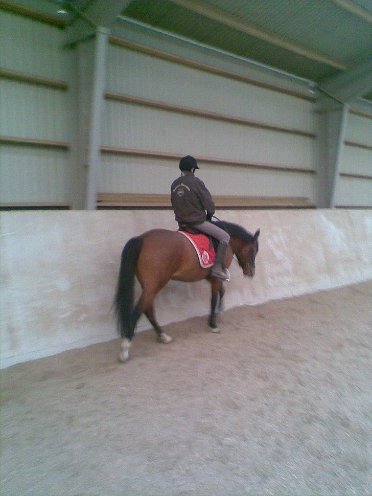 DSP Moonjam´s Princess - Første gang jeg selv skridter på hende!! <3 billede 8