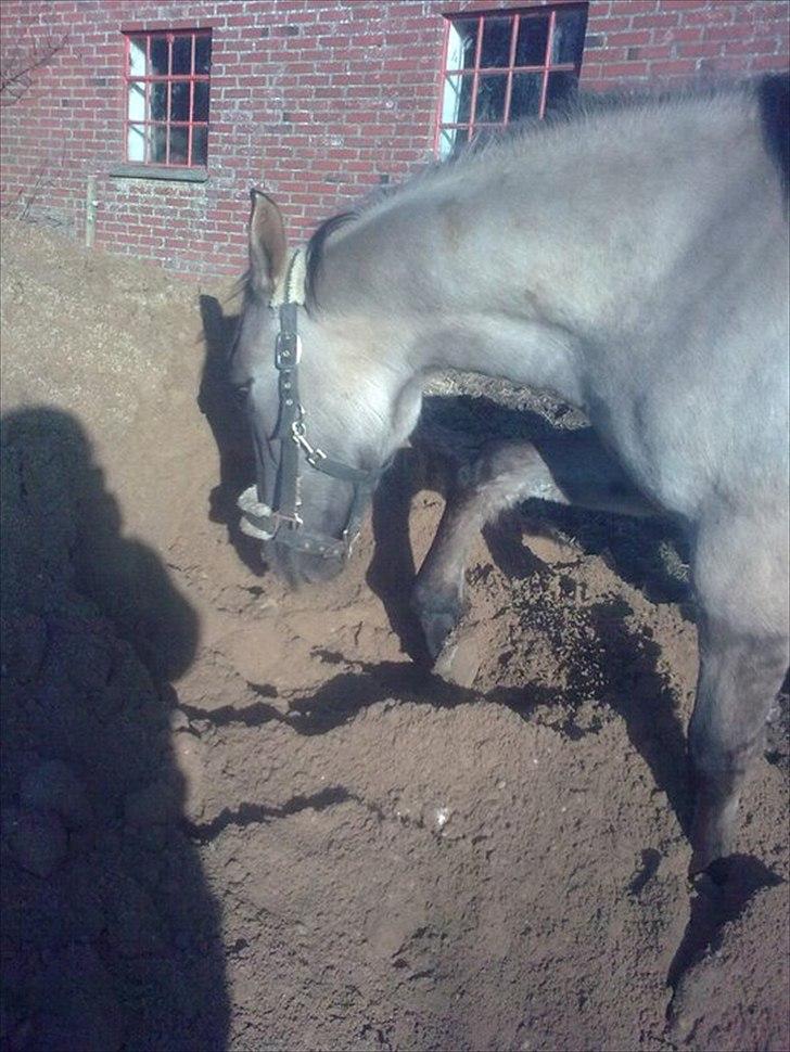 Anden særlig race Lumina ïn durere billede 14