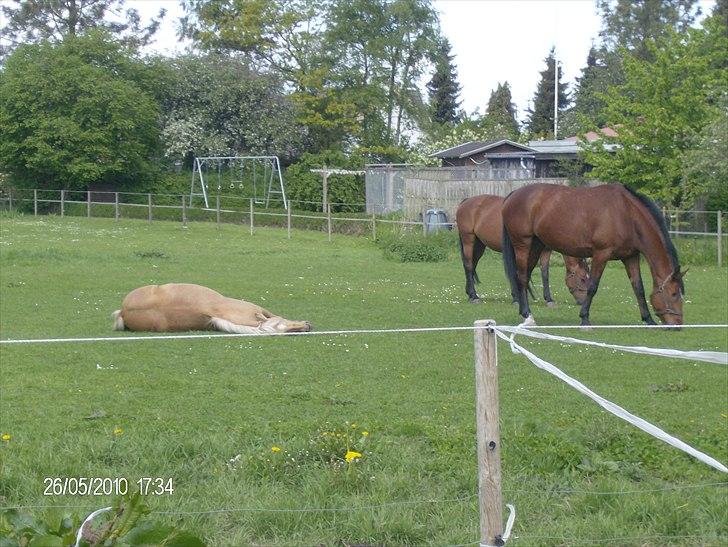 Dansk Varmblod chili solgt billede 10