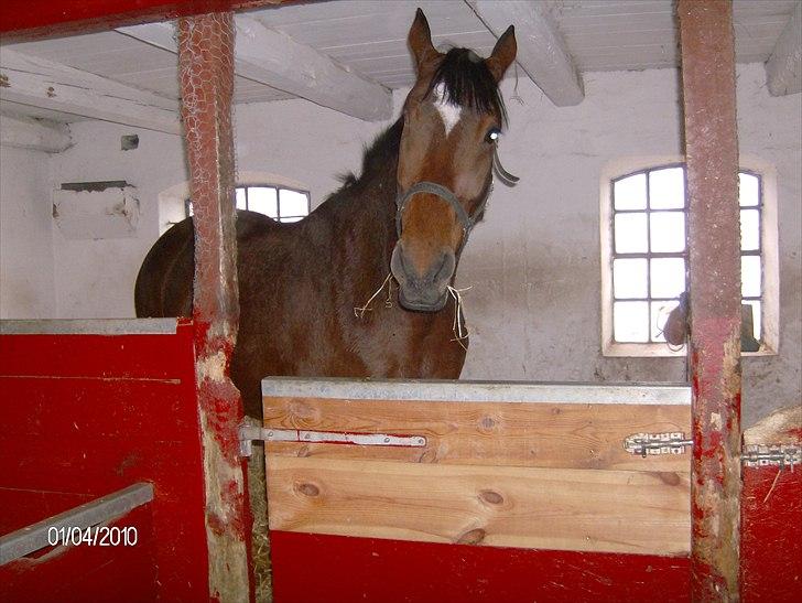 Dansk Varmblod chili solgt billede 11