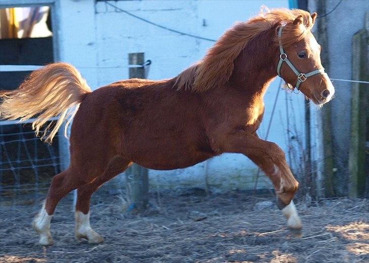 Welsh Mountain (sec A) Meraviglioso H. Cavallino billede 15