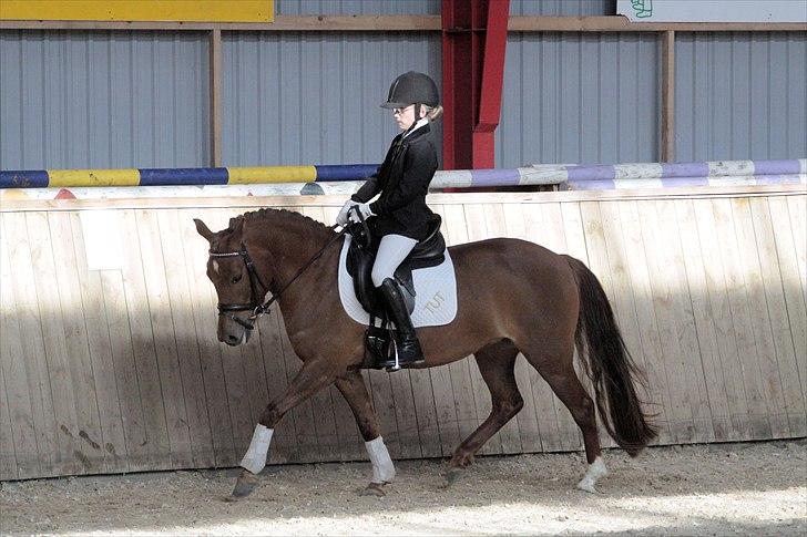 Anden særlig race Tut - tut og mig til stævne i Egtved 2011 hvor vi vandt ud af 24 ryttere billede 7
