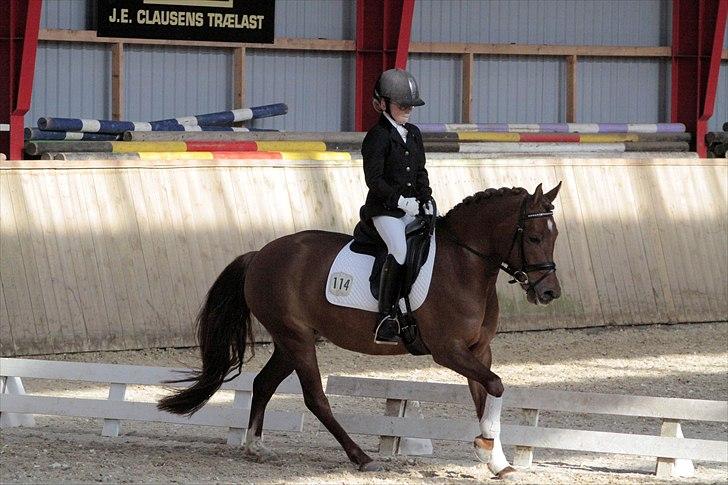 Anden særlig race Tut - tut og mig til stævne i Egtved 2011 hvor vi vandt ud af 24 ryttere billede 8