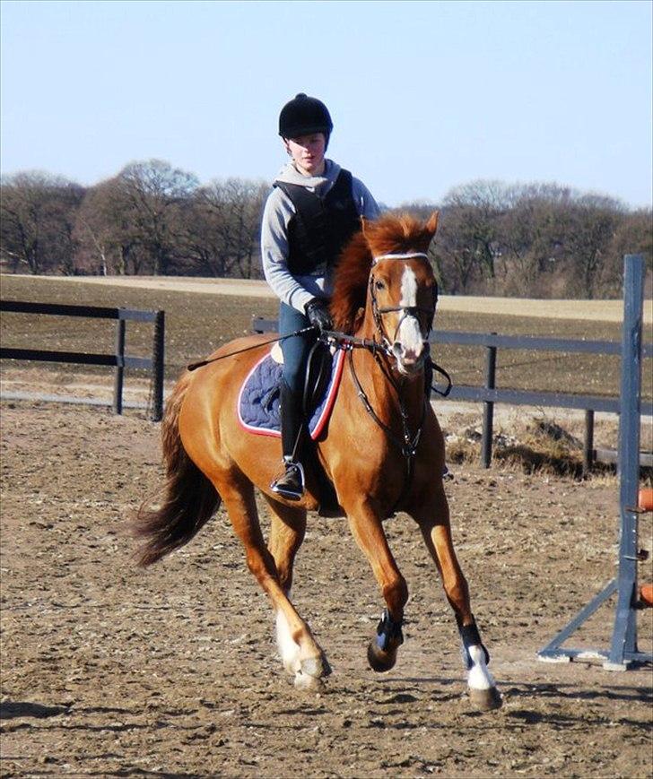 New Forest Cappucino <3 - Gallop (-:  billede 10