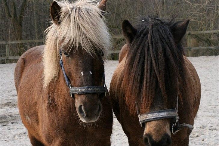 Islænder Faxi fra Ejsing Mark  - Faxi og Gjafar <3 billede 2