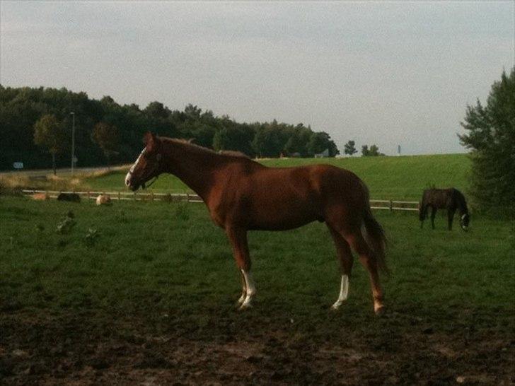 Belgisk varmblod Dublin Van Het billede 1