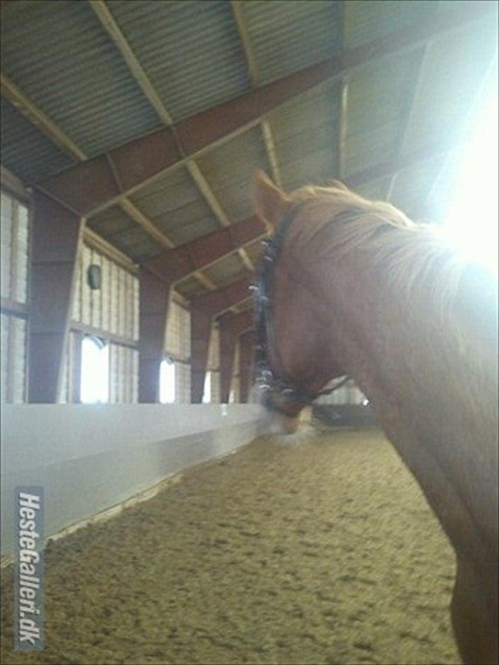 Belgisk varmblod Dublin Van Het billede 2