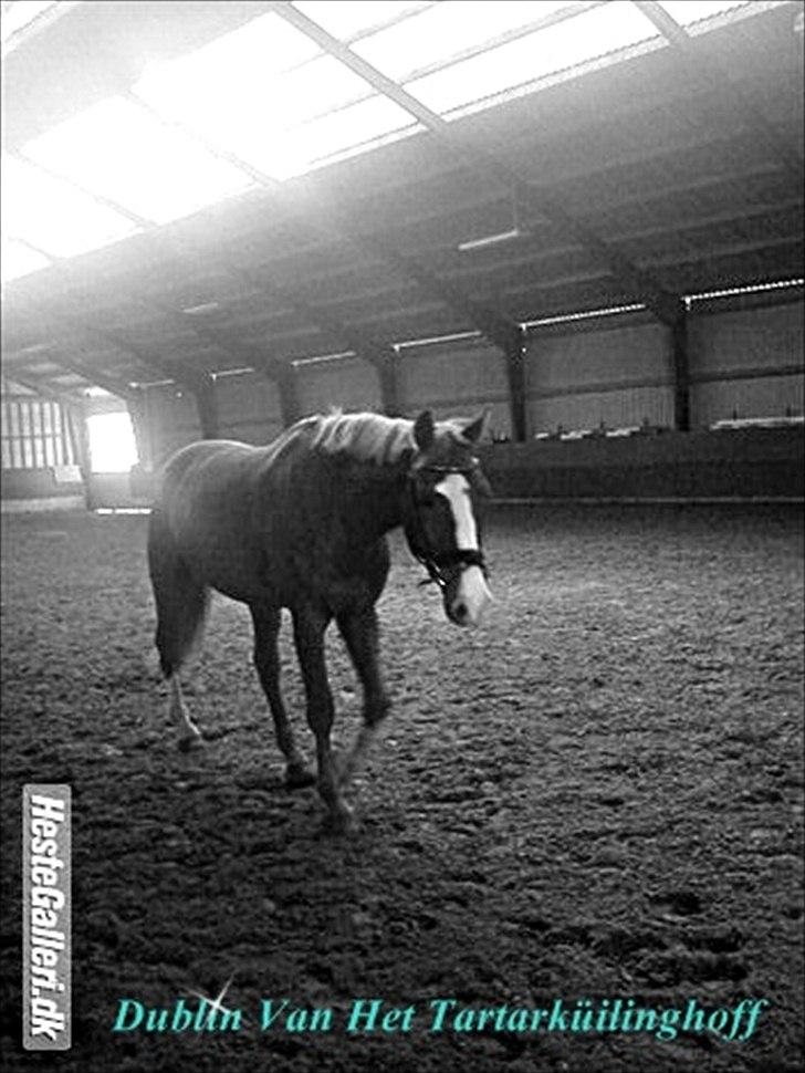 Belgisk varmblod Dublin Van Het billede 3