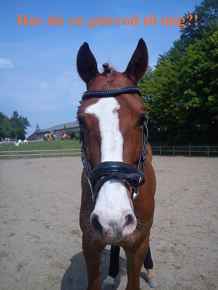 Belgisk varmblod Dublin Van Het billede 4