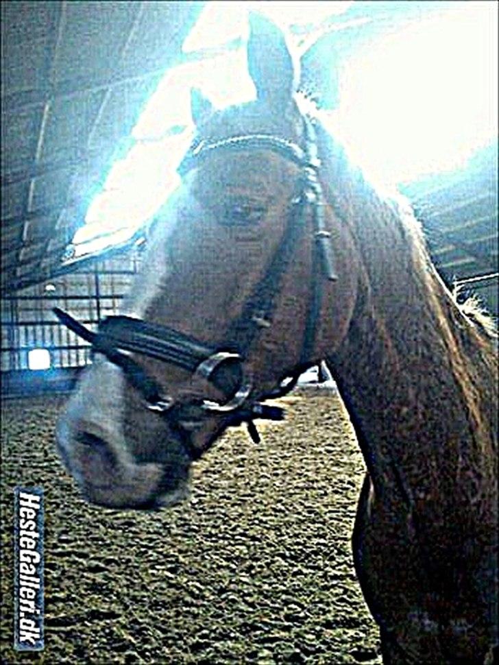 Belgisk varmblod Dublin Van Het billede 5