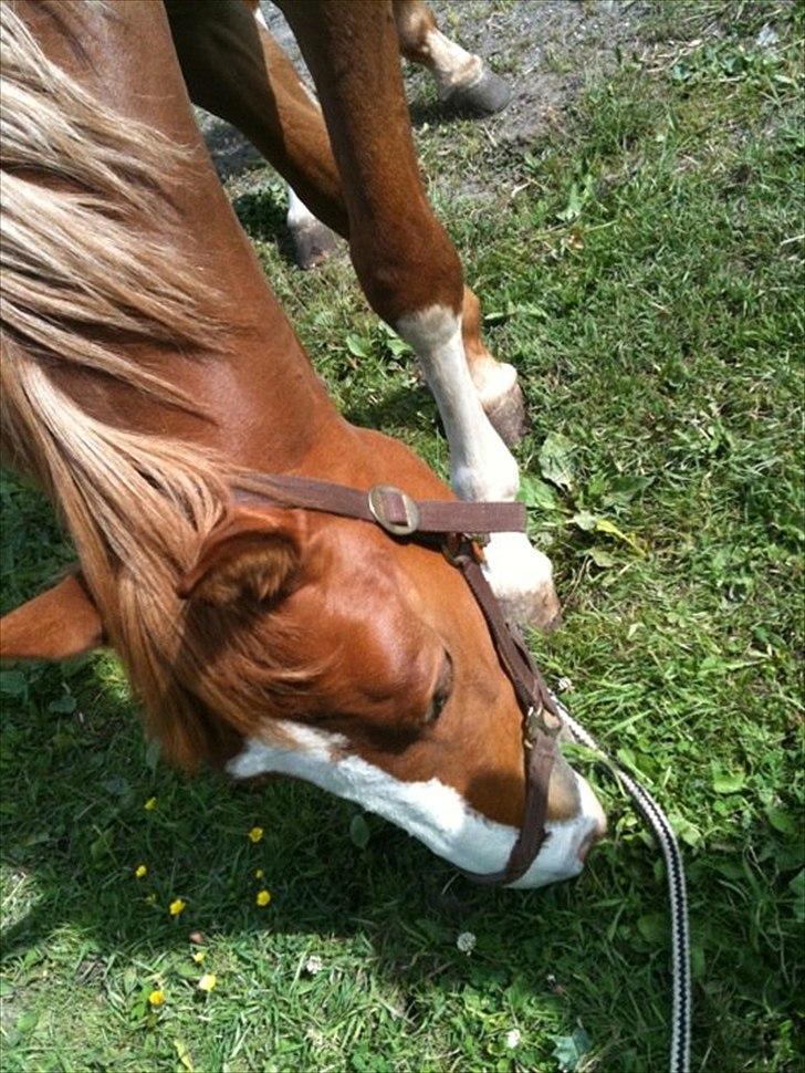 Belgisk varmblod Dublin Van Het billede 6