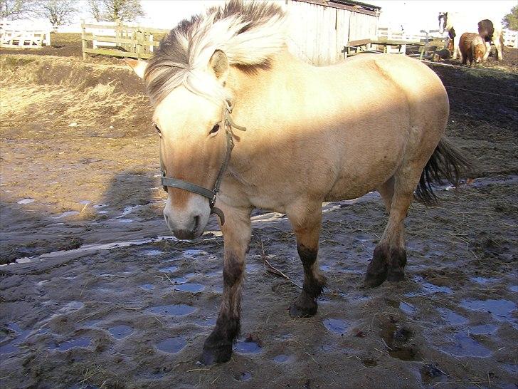 Fjordhest Bella - her kommer Bella hen for at vil snakke/hygge som altid billede 1