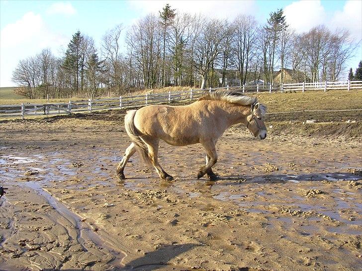 Fjordhest Bella billede 2