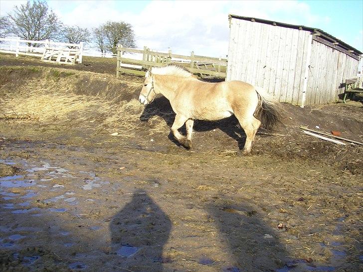 Fjordhest Bella billede 3