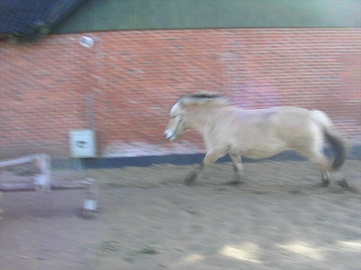 Fjordhest Bella - dårlig billede , men her er hun i fuld galop billede 4