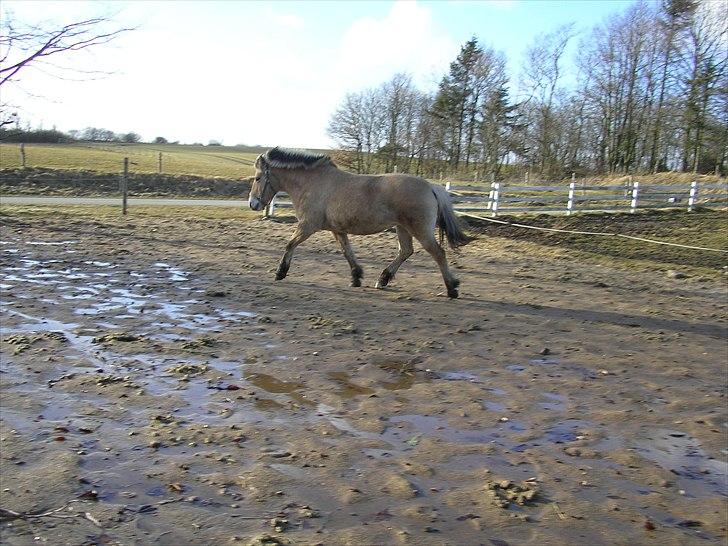 Fjordhest Bella billede 5