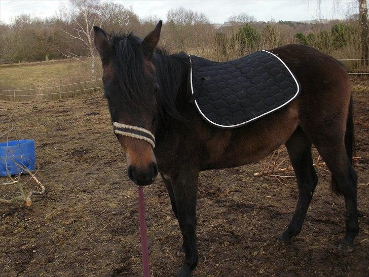 Anden særlig race Payback - Payback med underlag for første gang d. 11/03-2011 billede 12