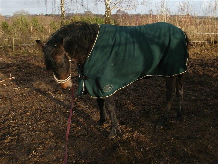 Anden særlig race Payback - Payback med skridttæppe for første gang d. 11/03-2011 billede 13