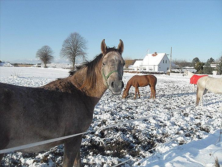 Arabisk fuldblod (OX) Talib Al-Bait 2009 - 2014 Solgt - Talib Al-Bait 2010 billede 12