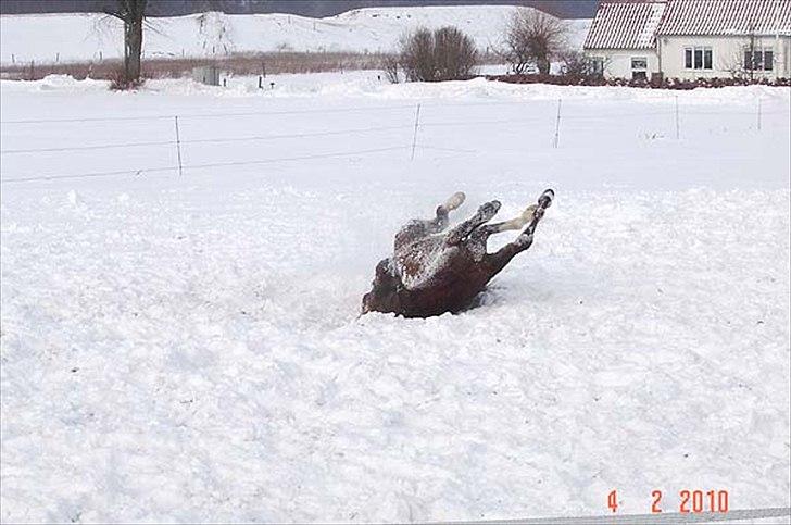 Arabisk fuldblod (OX) Talib Al-Bait 2009 - 2014 Solgt - Talib Al-Bait 2010
Det er dejligt at rulle sig i sneen billede 14