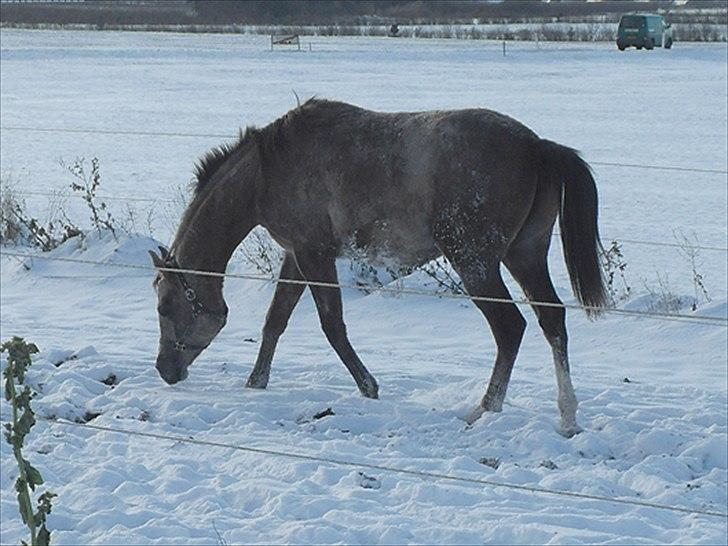 Arabisk fuldblod (OX) Talib Al-Bait 2009 - 2014 Solgt - Talib Al-Bait 2010 billede 13