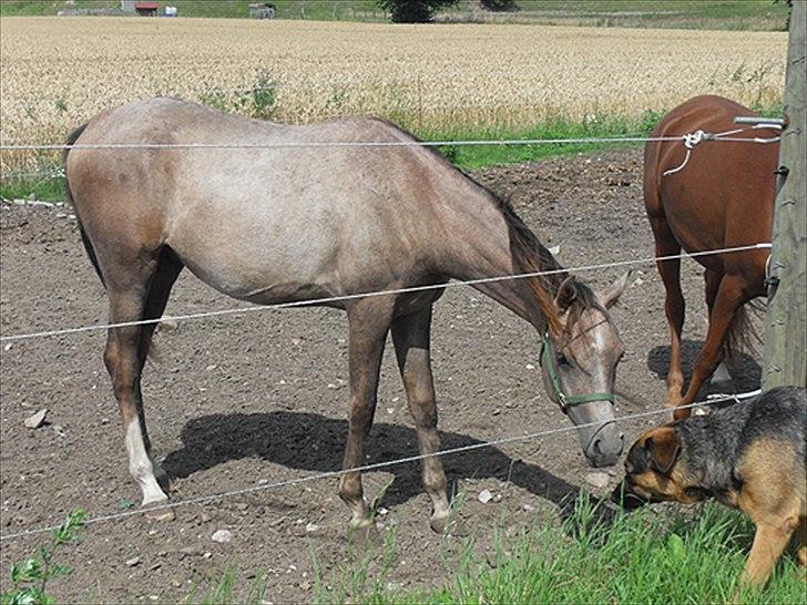 Arabisk fuldblod (OX) Talib Al-Bait 2009 - 2014 Solgt - Talib Al-Bait 2010
Talib siger hej til Molly, hunden billede 7