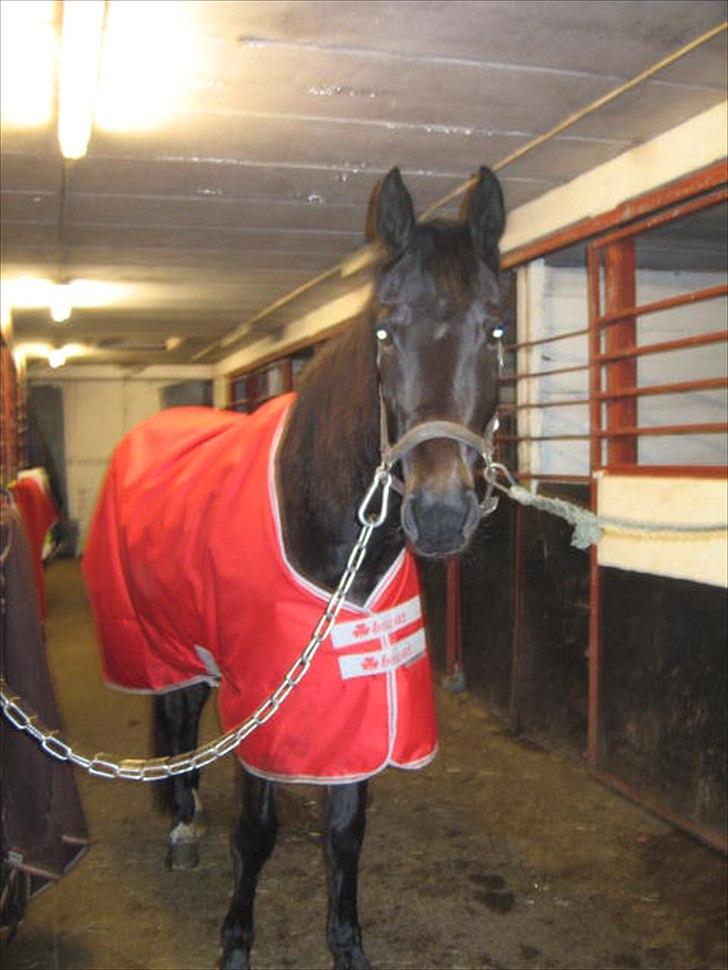 Traver Proud Mary (Lille P) - Smukke Lille P på staldgangen billede 1